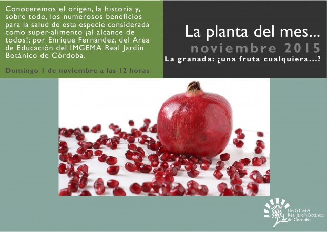 planta-del-mes-de-noviembre