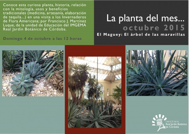 planta-del-mes-de-octubre