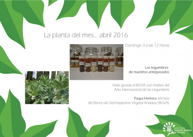 planta-del-mes-de-abril-2016-01