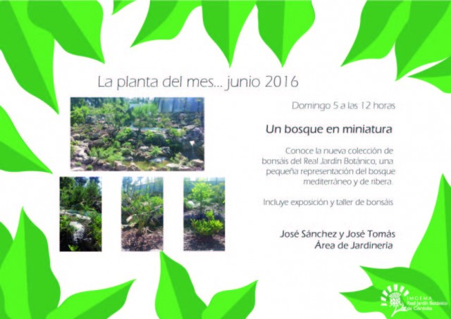 planta-del-mes-de-junio2016-01