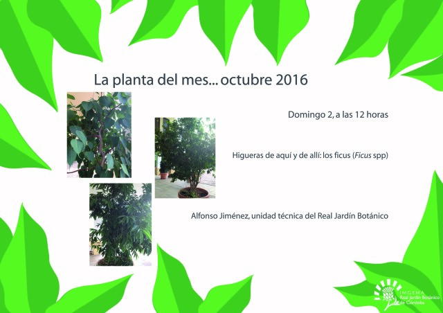 planta-del-mes-de-octubre-01