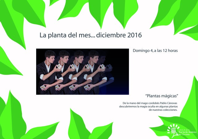 planta-del-mes-de-diciembre-01