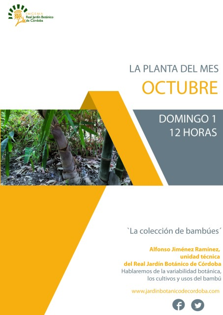 La-planta-del-mes-de-octubre