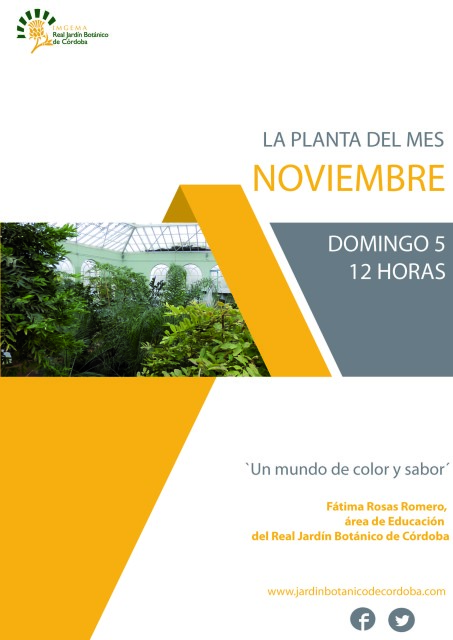 La-planta-del-mes-de-noviembre